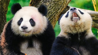 Δύο panda θα ταξιδέψουν από την Κίνα στις ΗΠΑ - Η δέσμευση Σι στον Τραμπ ως «ένδειξη φιλίας»