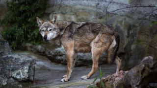 Πώς θα γίνει η απομάκρυνση του λύκου από την Πάρνηθα - Οι 2+1 λόγοι που εξοικειώθηκε με τον άνθρωπο