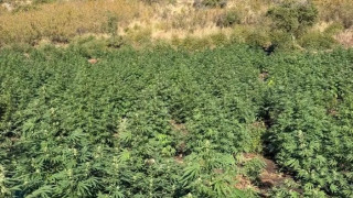 Φυτεία «μαμούθ» και 36,6 κιλά κάνναβης εντοπίστηκαν στη Λάρισα - Πάνω από 800.000 ευρώ το όφελος