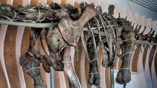 Στο «φως» απολιθώματα της «κολασμένης κότας» - Τι γνωρίζουμε για τον πρώτο φρουτοφάγο δεινόσαυρο