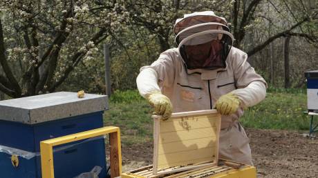 Επιδότηση 1.475 ευρώ για την κατάρτιση ανέργων στη μελισσοκομία - Πότε ξεκινούν οι αιτήσεις