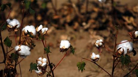 ΕΛΓΑ: Στους λογαριασμούς των δικαιούχων η προκαταβολή της ενίσχυσης από Daniel και Elias