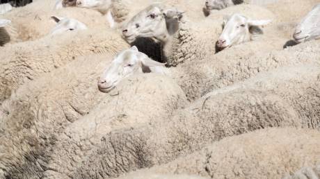 Ευλογιά αιγοπροβάτων: Εντατικοί έλεγχοι και αυξημένα μέτρα μέχρι το Πάσχα