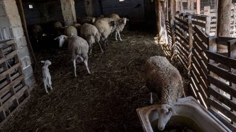 Ευλογιά αιγοπροβάτων: Επιπλέον 50 εκατ. ευρώ σε κτηνοτρόφους για αποζημιώσεις και Περιφέρειες