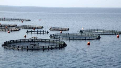 Πολύ κοντά στο τέλος το σήριαλ της Avramar - Τι σημαίνει η εξαγορά της Avramar Seafood από την Cooke