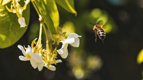 National Geographic: Στη δημοσιότητα το εντυπωσιακό τρέιλερ της νέας σειράς «Secrets of the Bees»