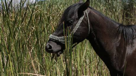 Κέρκυρα: Αίσιο τέλος στην επιχείρηση διάσωσης αλόγου από πηγάδι 10 μέτρων