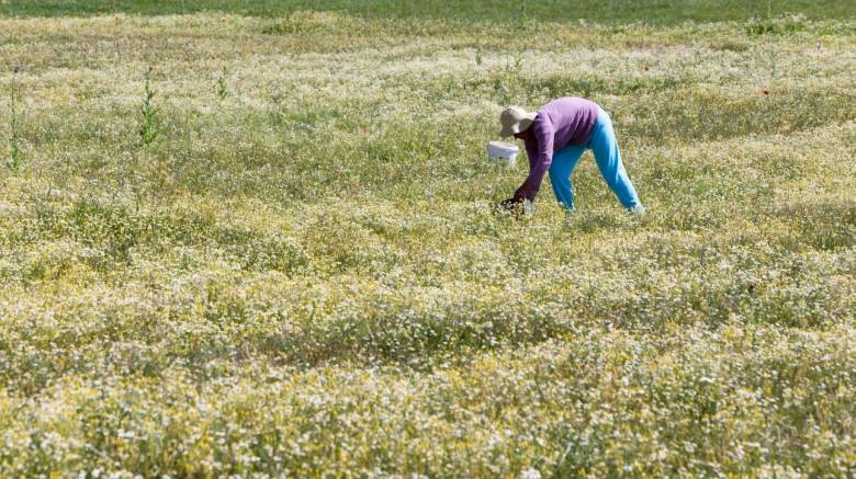 ΟΓΑ: «Ραβασάκια» με αυξημένες εισφορές σε 630.000 αγρότες