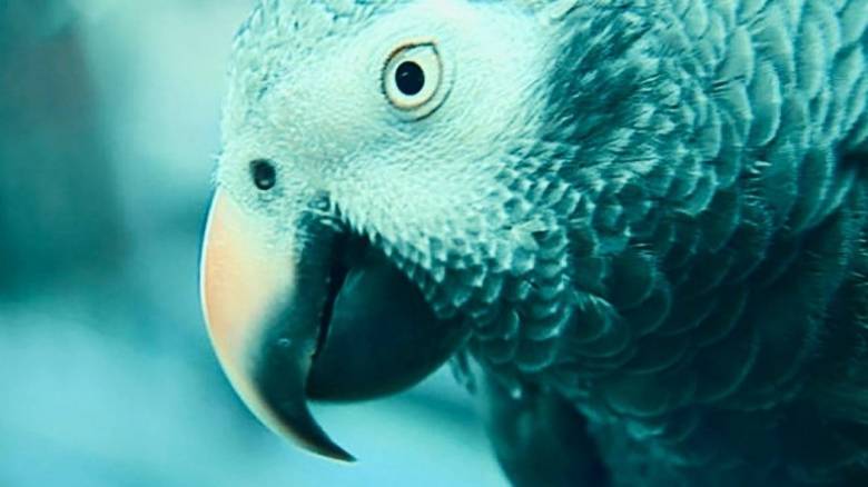 Παπαγάλος έτοιμος να καταδώσει τον δολοφόνο του ιδιοκτήτη του