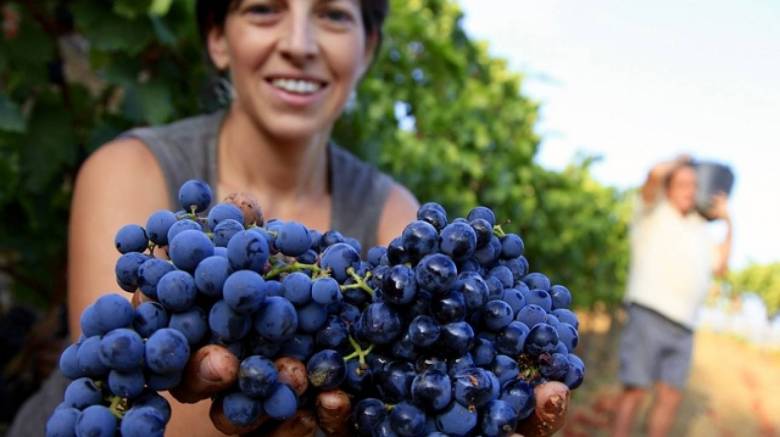 Τιμή ρεκόρ για ένα τσαμπί σταφύλια στην Ιαπωνία