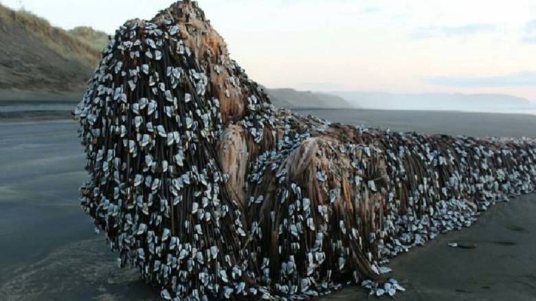 Mυστηριώδες αντικείμενο σε παραλία της Ν. Ζηλανδίας προκαλεί αναστάτωση (vid)