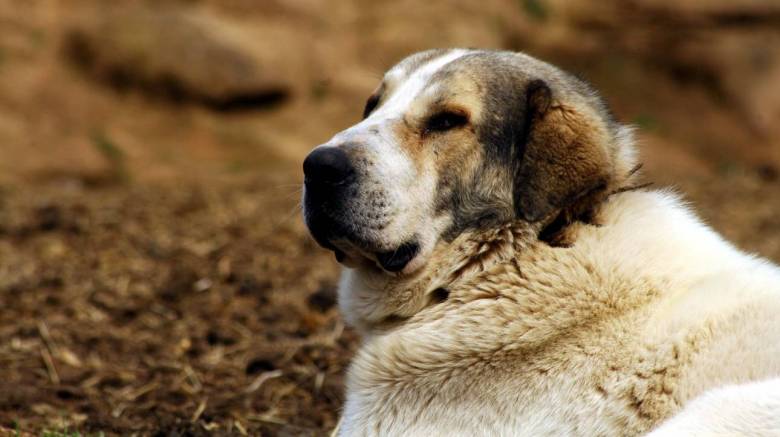 Βόλος: 2,5 χρόνια με αναστολή σε ηλικιωμένο που πυροβόλησε σκύλο