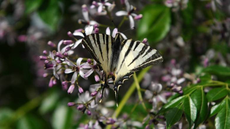 Καιρός: Αναλυτικά η πρόγνωση για το Σάββατο