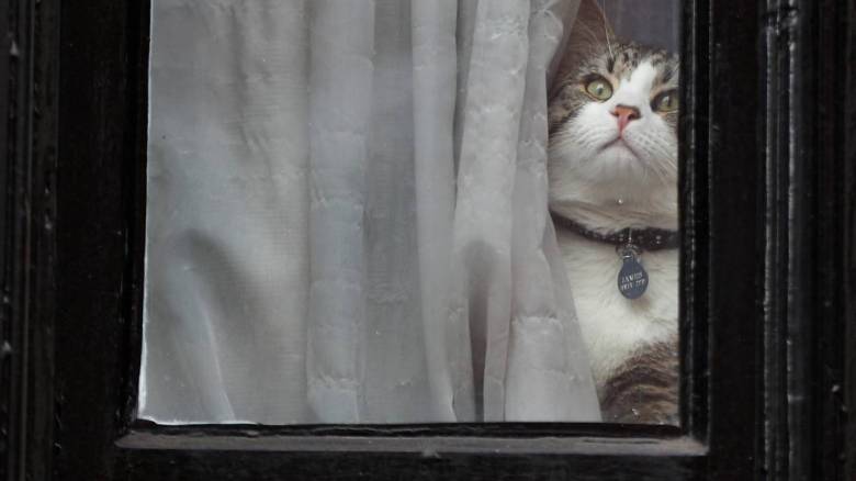 «Κατά συρροήν δολοφόνος γάτων» τρομοκρατεί ένα χωριό στη Νότια Γαλλία