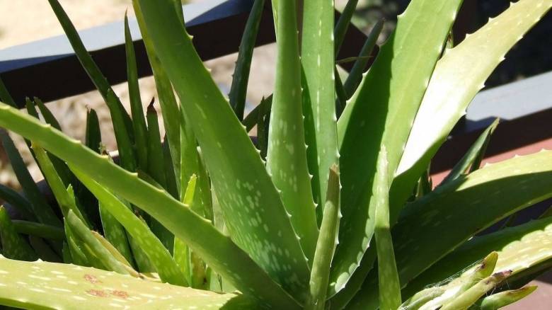 Πίστευε ότι τρώει αλόη βέρα αλλά... (Vid)