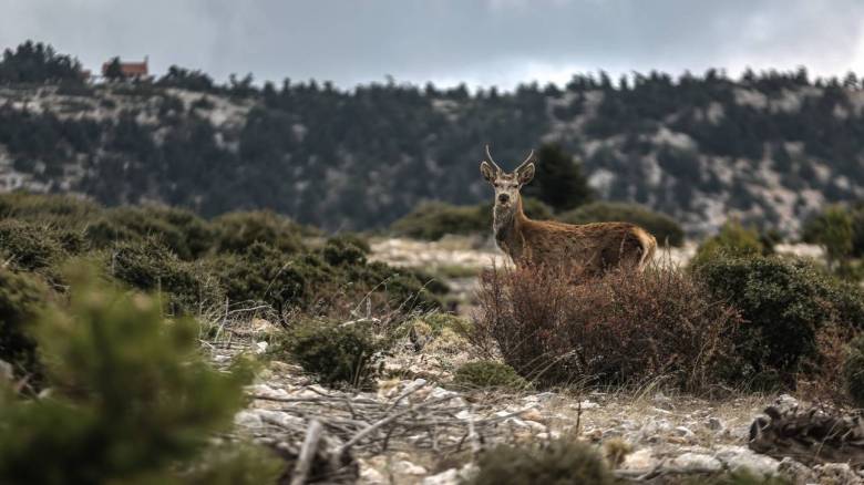 Πάρνηθα 2017: Ο απολογισμός της μεγάλης πυρκαγιάς