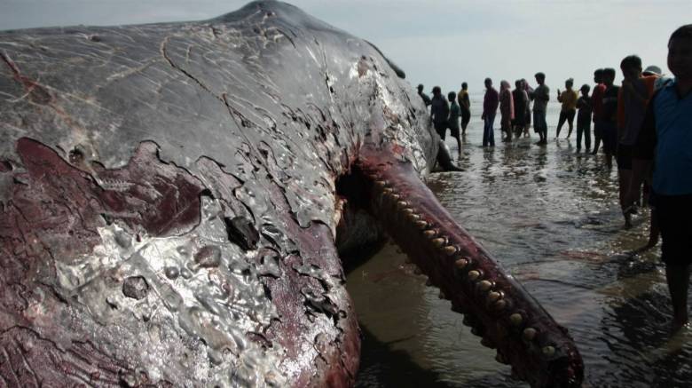 Το κουφάρι μίας τεράστιας φάλαινας ξεβράστηκε στις ακτές της Ινδονησίας