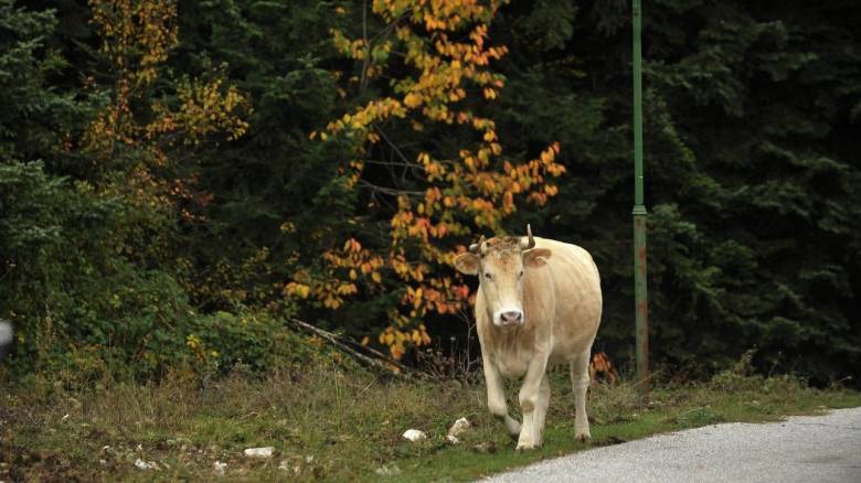 Η αγελάδα που το 'σκασε και έγινε ηρωίδα