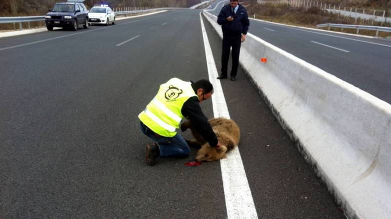 Νεκρό εντοπίστηκε αρκουδάκι έξω από την Κοζάνη
