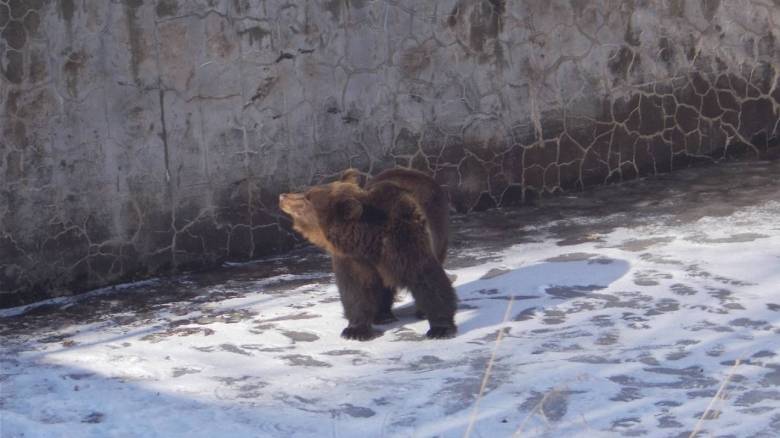 Άρχισε τις βόλτες η Χριστίνα, η αρκούδα που είχε διασωθεί τα Χριστούγεννα