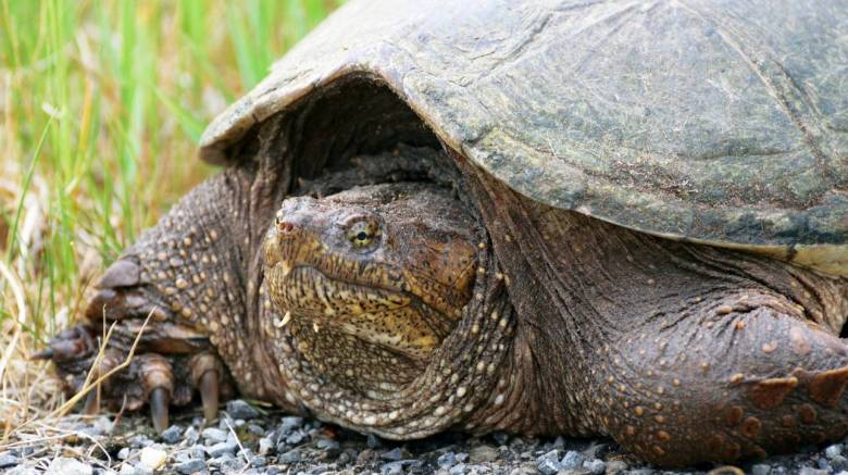 Σάλος στις ΗΠΑ: Καθηγητής τάισε χελώνα με... ένα κουτάβι μπροστά στους μαθητές του