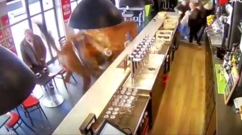 Γαλλία: Άλογο εισέβαλε σε... μπαρ στοιχημάτων προκαλώντας πανικό