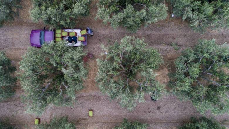 Πώς θα ενταχθείτε στο πρόγραμμα «Νέα Γεωργία για τη Νέα Γενιά» και ποια τα οφέλη