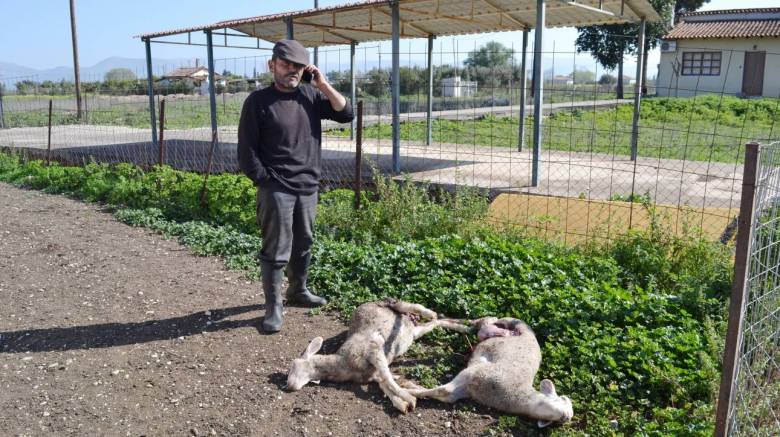 Λήμνος: Ελάφια επιτέθηκαν σε πρόβατα