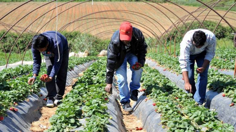 Νέα εισαγγελική παρέμβαση για τα φραουλοχώραφα της Μανωλάδας