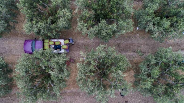 ΕΛΓΑ: Σήμερα θα πληρωθούν 43 δικαιούχοι