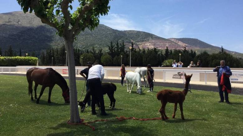 Ξεχωριστή Κυριακή στο Markopoulo Park με μεγάλα κέρδη