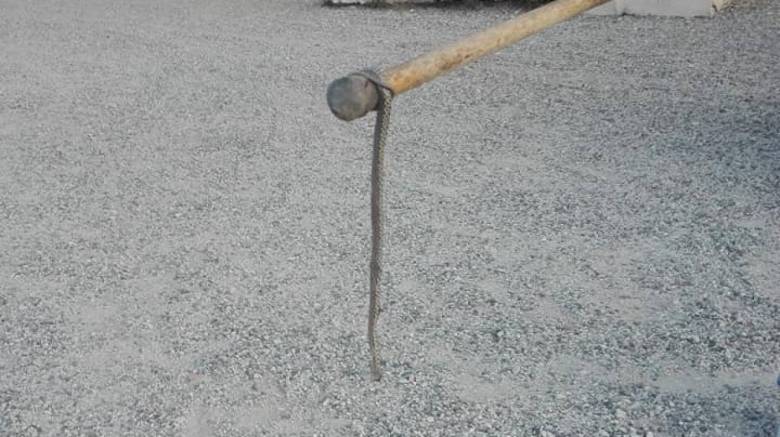 Εκλογές 2019: Ένα... φίδι αναστάτωσε εκλογικό κέντρο