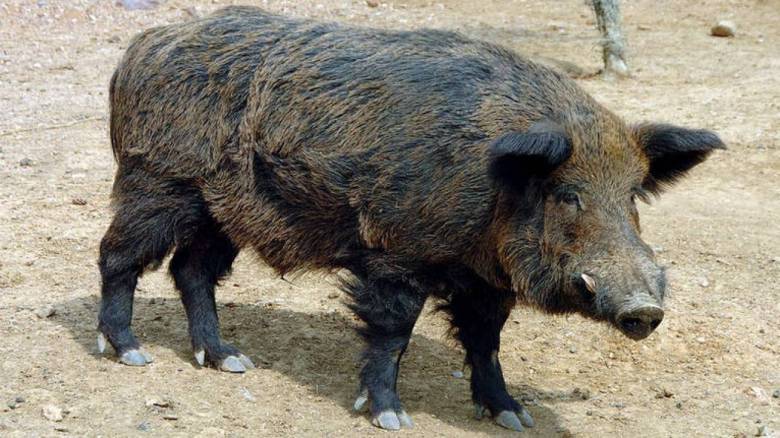 Πάνω από 100.000 τα αγριογούρουνα στην Ελλάδα