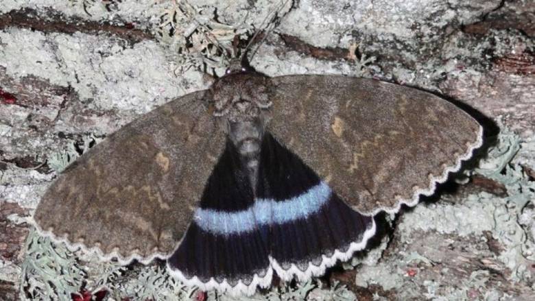 Στο Τσερνόμπιλ ανακάλυψαν πεταλούδα σε... μέγεθος πουλιού