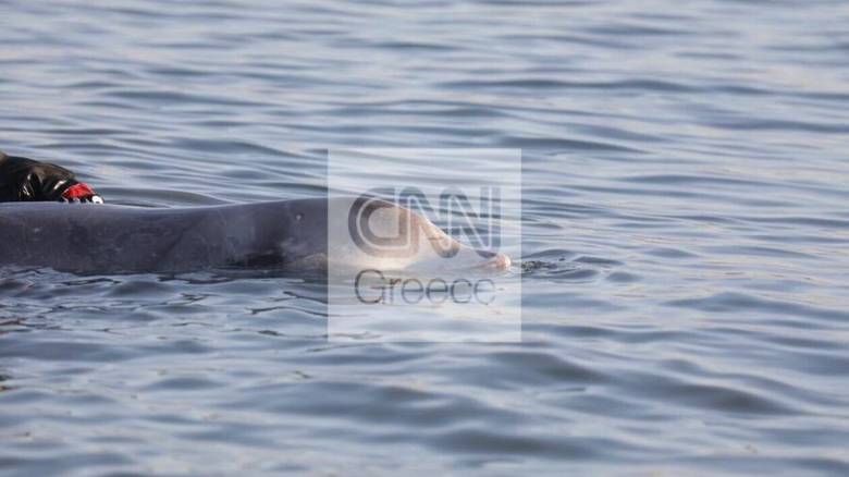 Η μικρή φάλαινα του Αλίμου εντοπίστηκε νεκρή ανατολικά της Σαλαμίνας