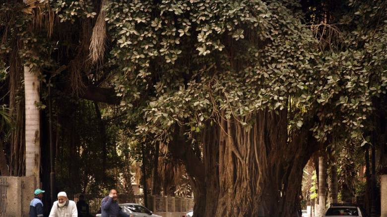 Έχουν βρεθεί στη Γη 30 δέντρα ηλικίας άνω των 2.000 ετών - Τα γηραιότερα φτάνουν τα 4.900 έτη