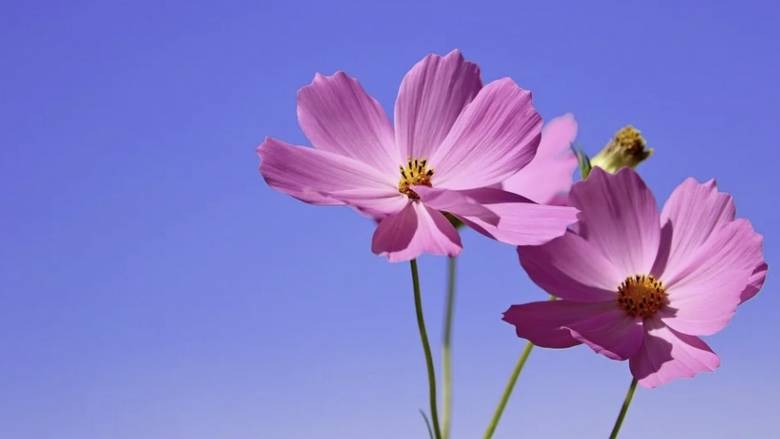 Εορτολόγιο: Ποιοι γιορτάζουν την Πέμπτη 5 Μαΐου 2022