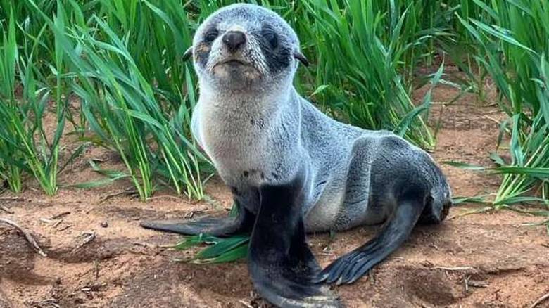 Μια φώκια σε... χωράφι: Mωράκι έχασε τον δρόμο του και βρέθηκε ανάμεσα σε στάρια