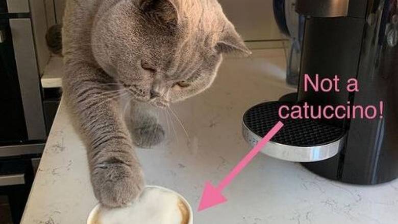 Βίνι ο γάτος: Αν δεν πιει τον «γατουτσίνο» του, δεν ξεκινά τη μέρα