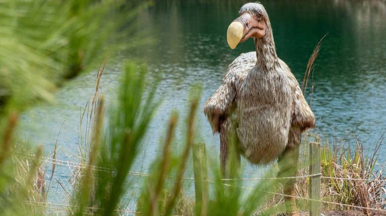 Dodo: Οι επιστήμονες σχεδιάζουν την «ανάσταση» του πτηνού που εξαφανίστηκε τον 17ο αιώνα