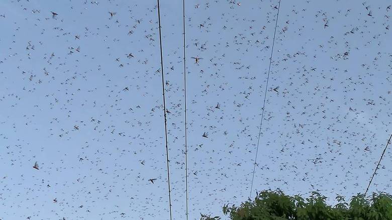 Επιστήμονες ανακάλυψαν χημική ουσία που σταματά τον κανιβαλισμό των ακρίδων