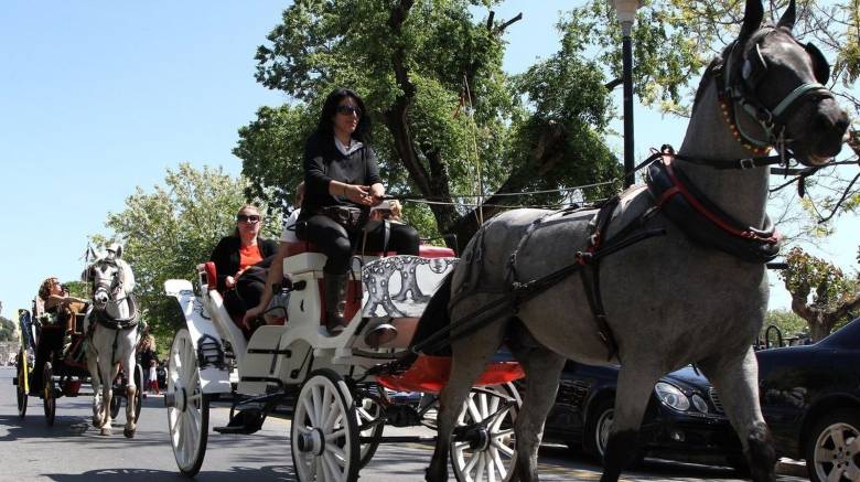 Κέρκυρα: Εισαγγελική έρευνα για το θάνατο του αλόγου που ξεψύχησε στο δρόμο