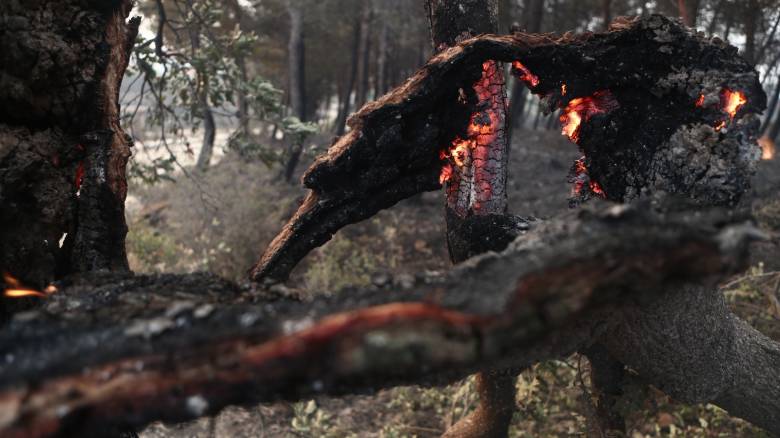 Φωτιά στο Δάσος της Δαδιάς: Δύο παιδιά ανάμεσα στους απανθρακωμένους