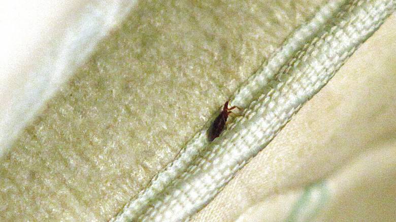 Πού «συχνάζουν» οι κοριοί και με ποιους τρόπους «εξουδετερώνονται» - Καθηγητής ΑΠΘ εξηγεί