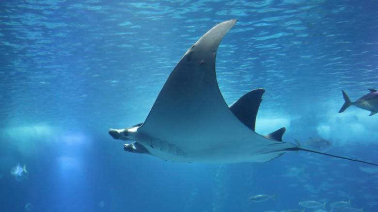 Χαλκιδική: Εκτροφείο σαλαχιών για την αντιμετώπιση του κινδύνου εξαφάνισής τους