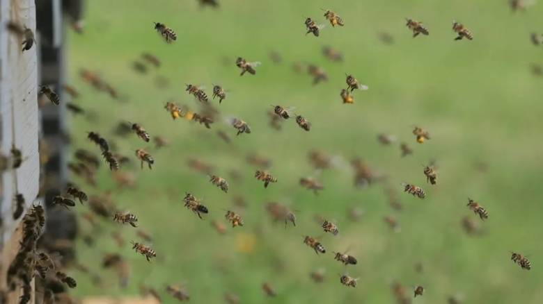 Τι θα συνέβαινε στον πλανήτη χωρίς τις μέλισσες - Η απειλή μιας παγκόσμιας οικολογικής κρίσης