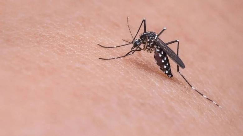 Ηλεία: Στη ΜΕΘ με εγκεφαλίτιδα 50χρονος από τον ιό του Δυτικού Νείλου