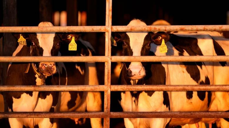 Τουρκία: 3.000 αγελάδες παραμένουν πάνω σε ένα πλοίο, στις τουρκικές ακτές, από τις 21 Οκτωβρίου