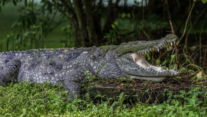 Ινδονησία: Κροκόδειλος κατασπάραξε 10χρονο αγόρι σε ποτάμι ενώ κολυμπούσε με φίλους του
