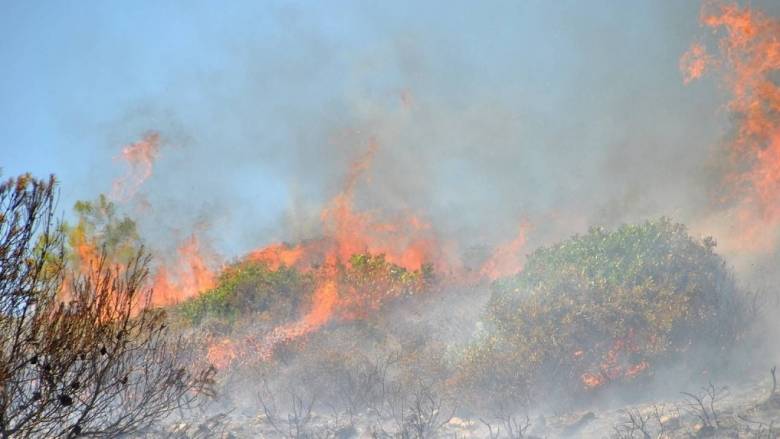 Συνελήφθη ηλικιωμένη για φωτιές στον Ωρωπό - Απολογείται την Τετάρτη